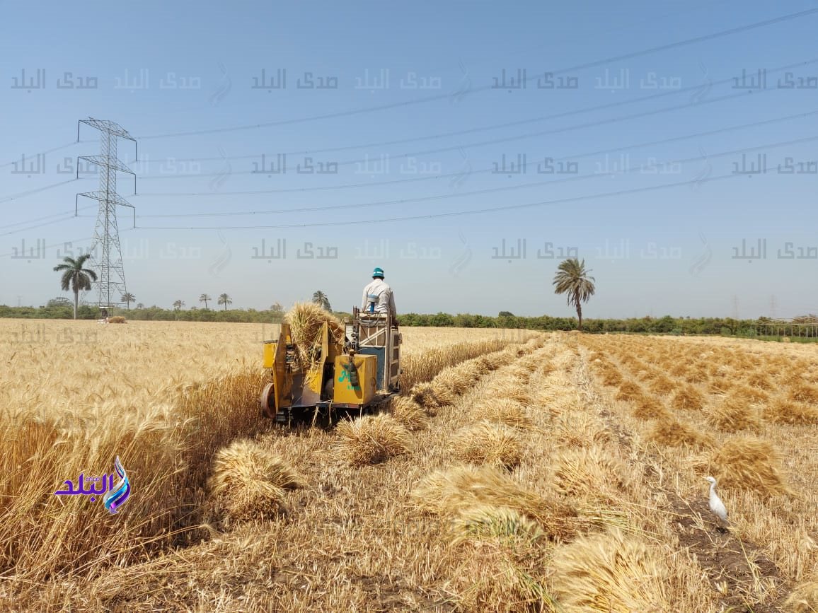 حصاد محصول القمح بالقليوبية