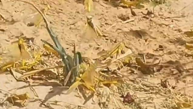 الجراد الاصفر بنويبع 