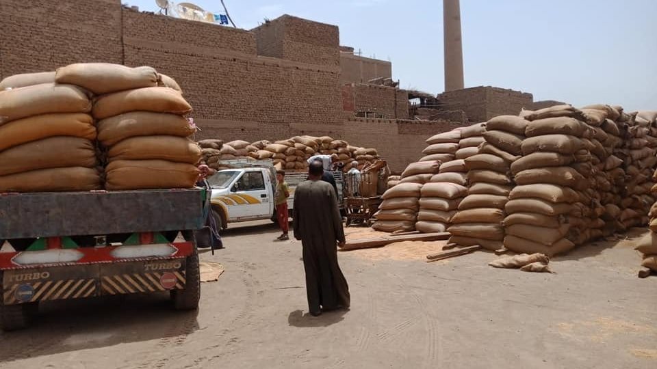 توريد القمح بأسيوط 
