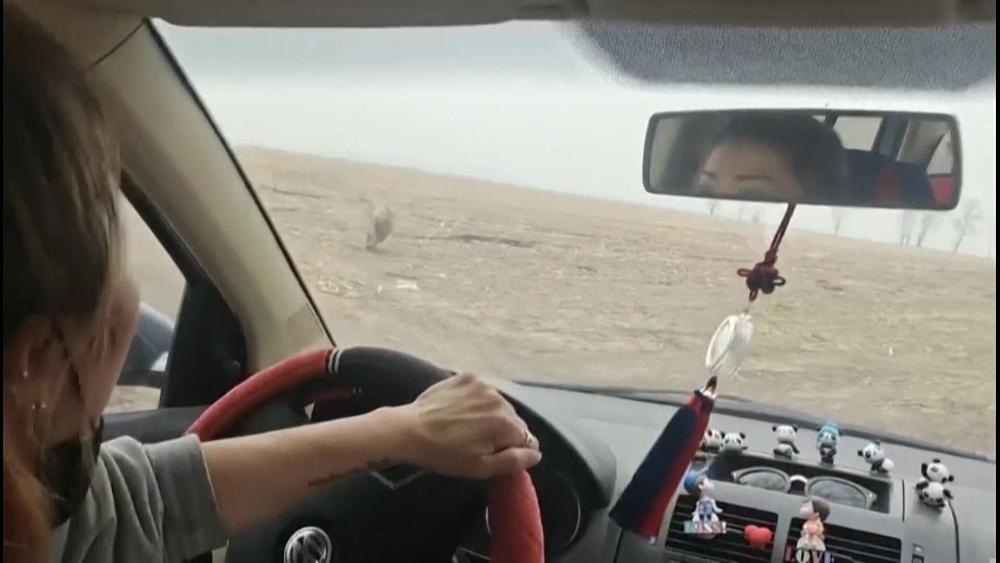 نمر سيبيري يهاجم سيارة ويثير الرعب في الصين