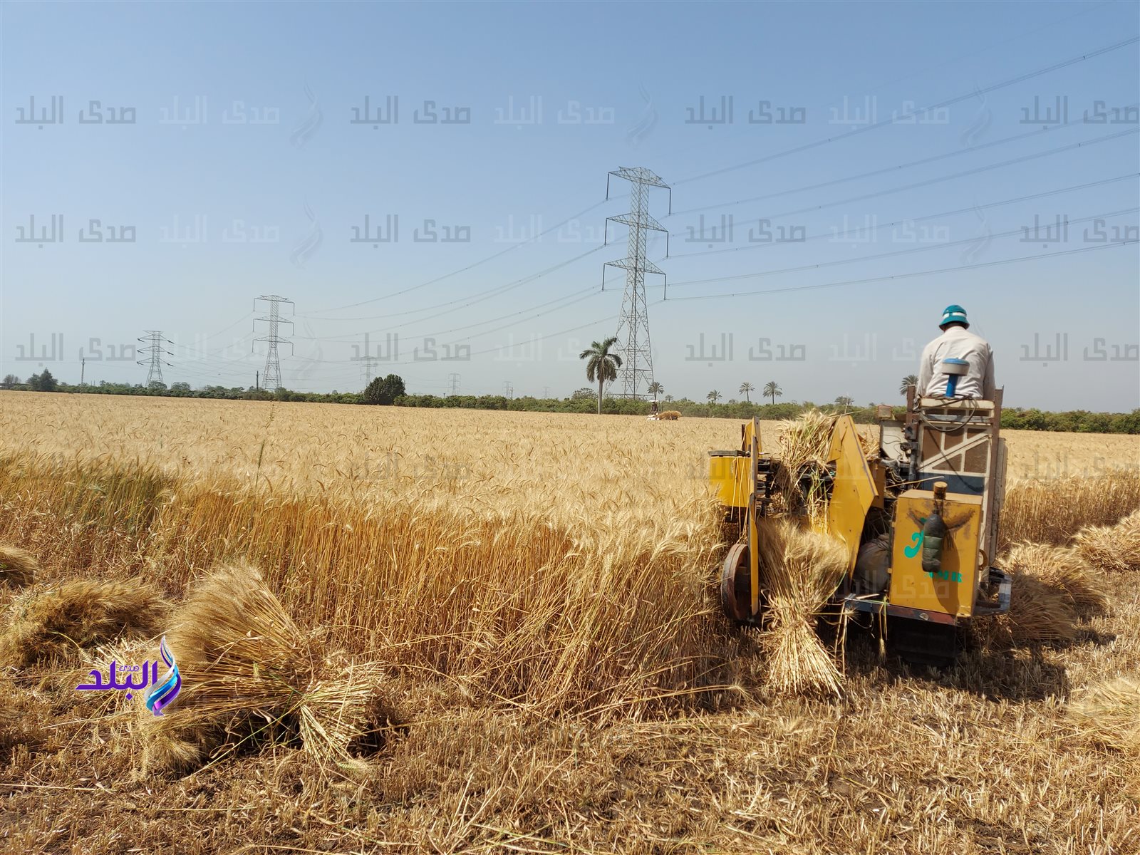 قمح - صورة أرشيفية