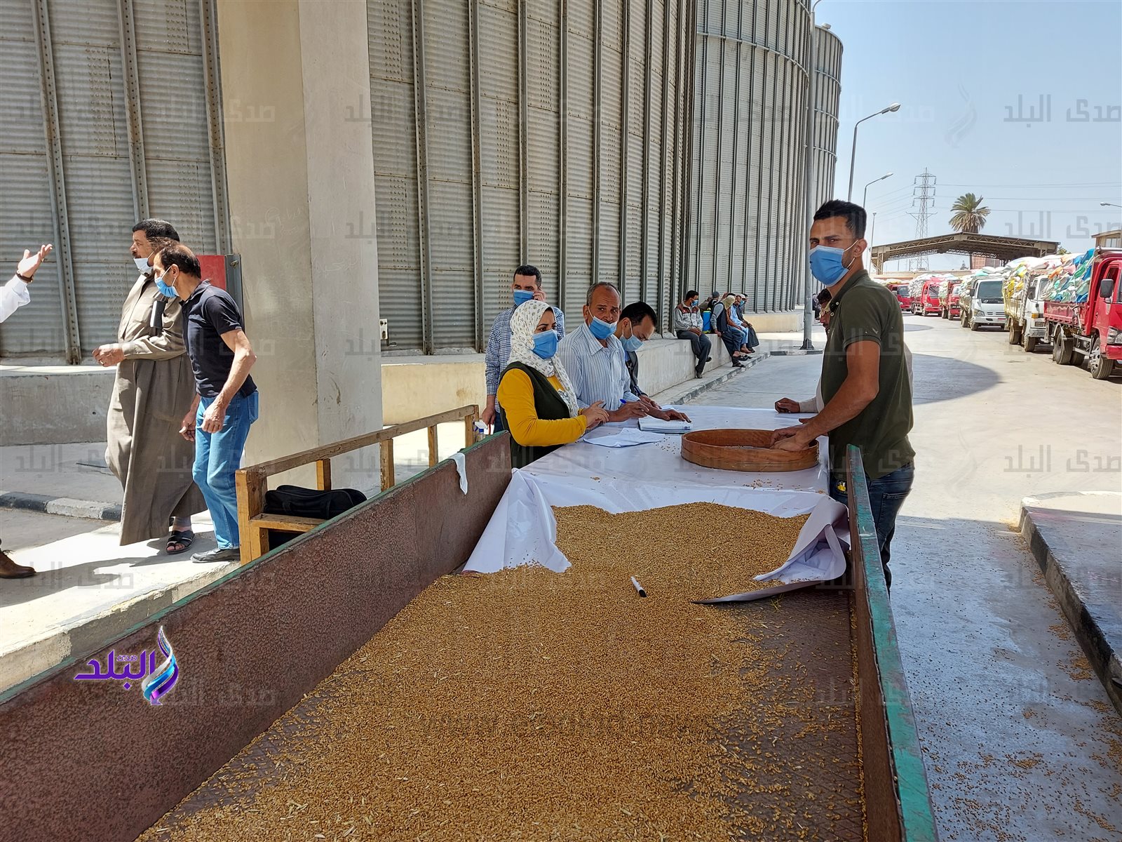 توريد القمح بصوامع بنها