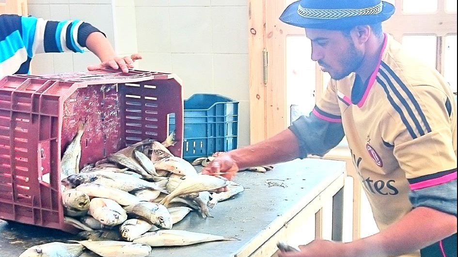 تقليل وجبات الاسماك في رمضان ببادية سيناء 