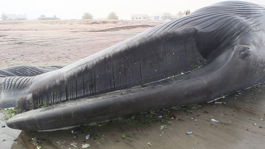  مقتل حوت أزرق على شاطىء أفريقي