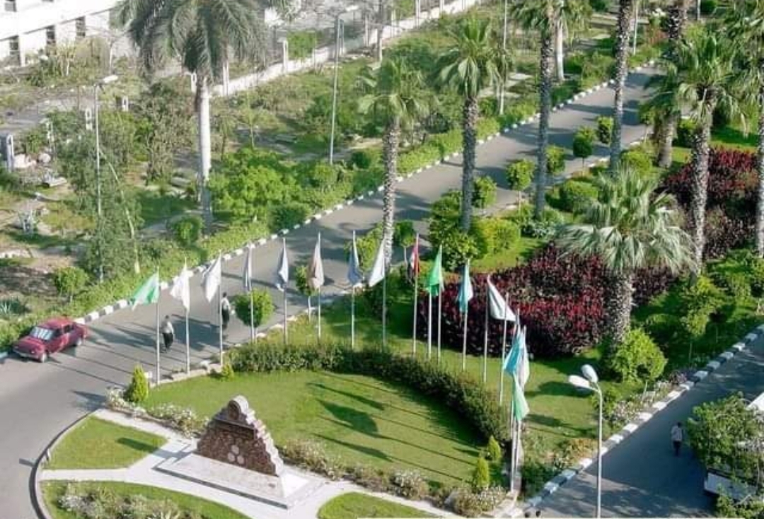 جامعة المنصورة