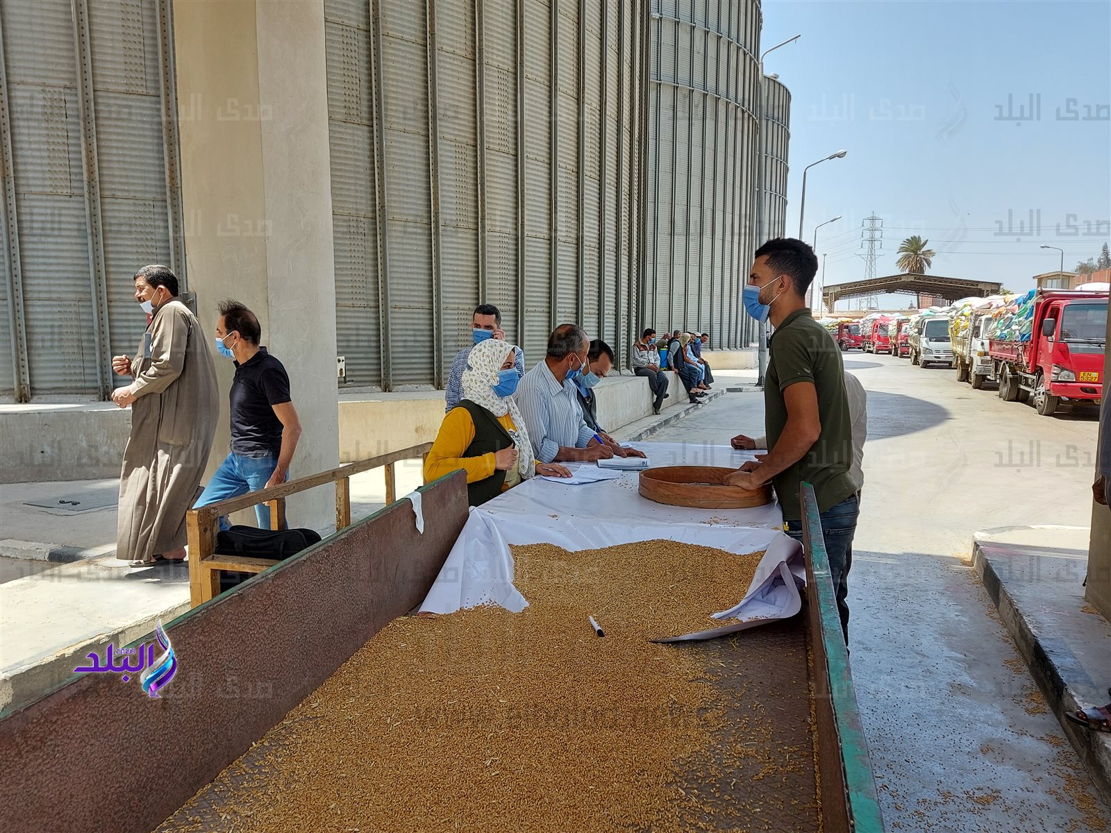 توريد القمح بصوامع القليوبية