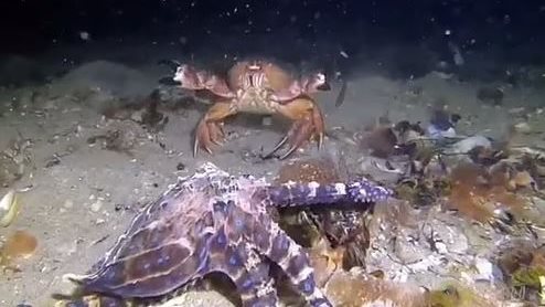 قتال مميت بين أخطبوط أزرق و سرطان البحر