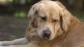 كلب يخدع صاحبه ويتناول علبة قفازات طبية كاملة  