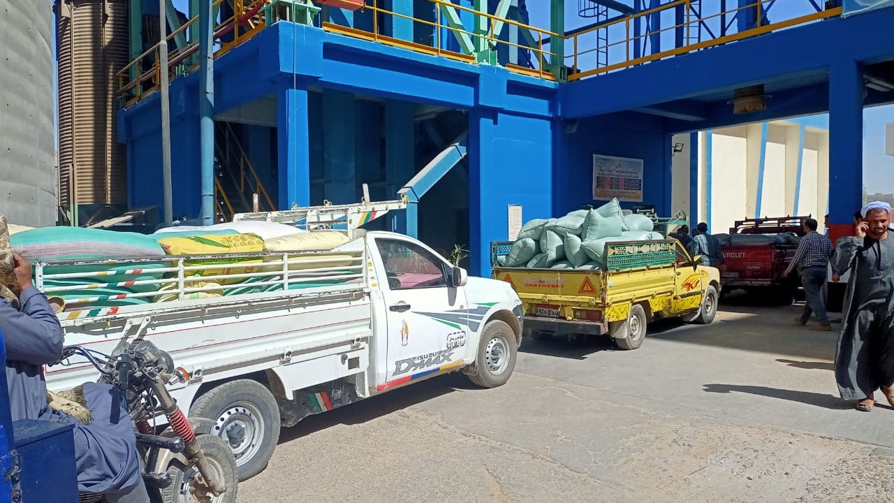 توريد محصول القمح للشون والصوامع بالمنيا 