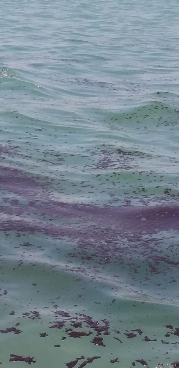 التلوث البترولى شمال الغردقة