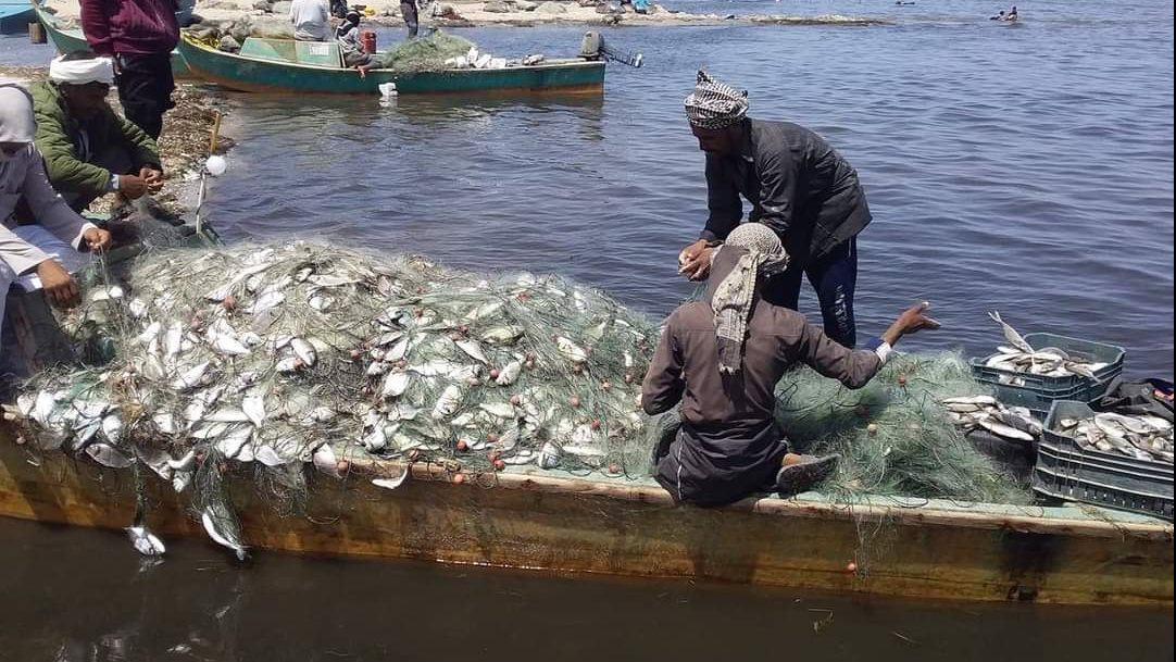 اسماك البردويل تباع في أسواق سيناء