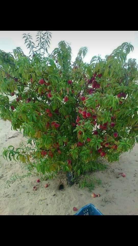 موسم محصول الخوخ في شمال سيناء 