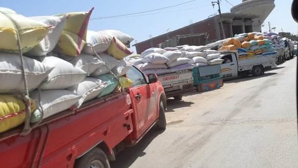 توريد محصول القمح 