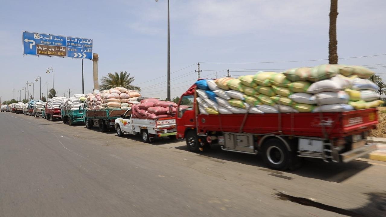 توريد محصول القمح 