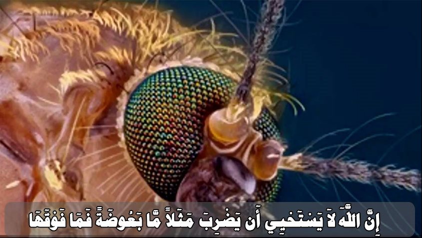 سبب ضرب المثال بالبعوضة في سورة البقرة