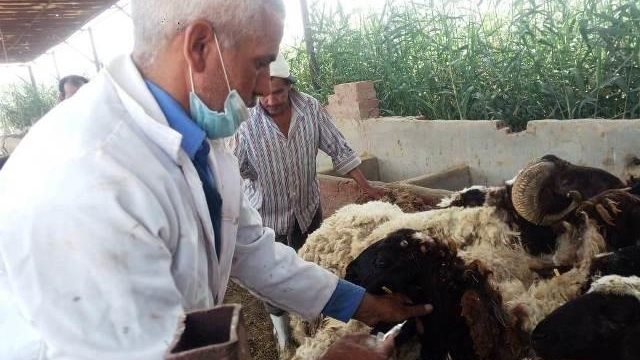 بيطري الشرقية يُحصن 139 ألف رأس أبقار وأغنام للوقاية