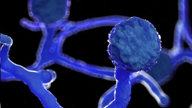 اخطر مرض فى العالم