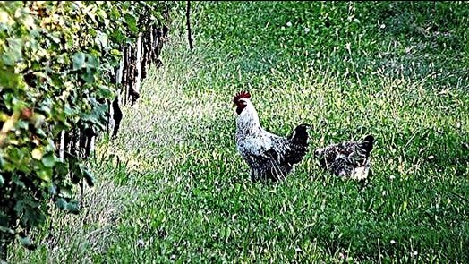 الزراعة الحيوية