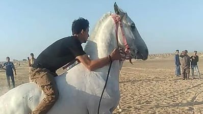 سباق الخيول بالفيوم