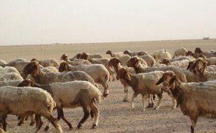 اغنام البرقى