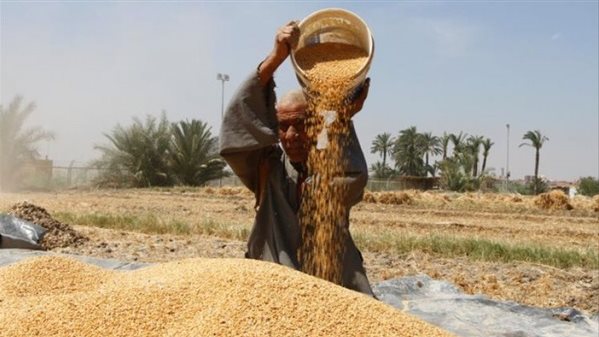 توريد اقماح محلية بالإسكندرية