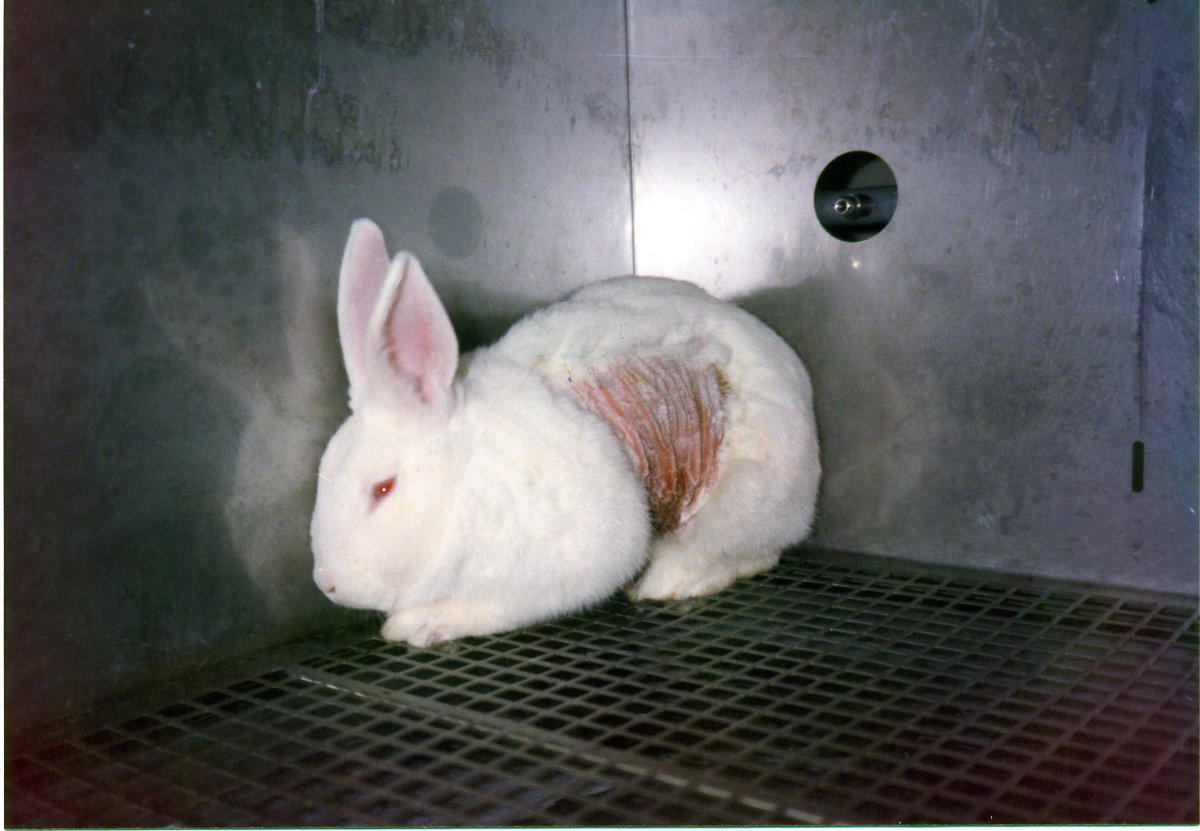 تعذيب الحيوانات