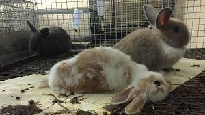 تعذيب الحيوانات 2