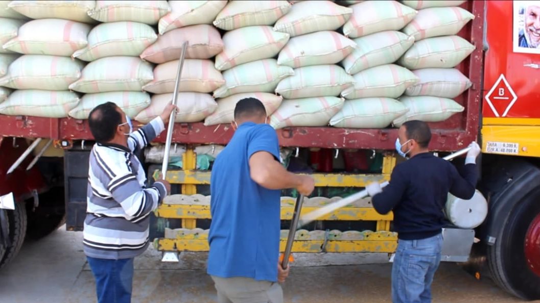 توريد القمح ارشيفية