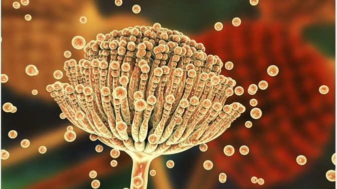  داء الرشاشيات فطرية