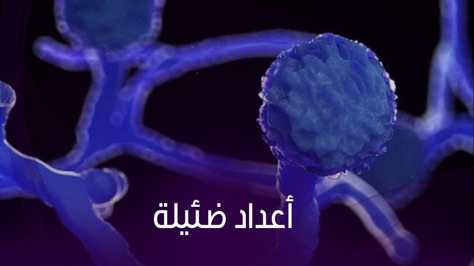 تفاصيل وبينار وزارة الصحة بخصوص الفطر الأسود وكورونا