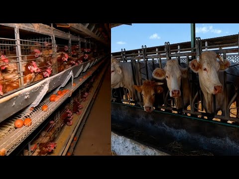 الثروة الحيوانية والداجنة
