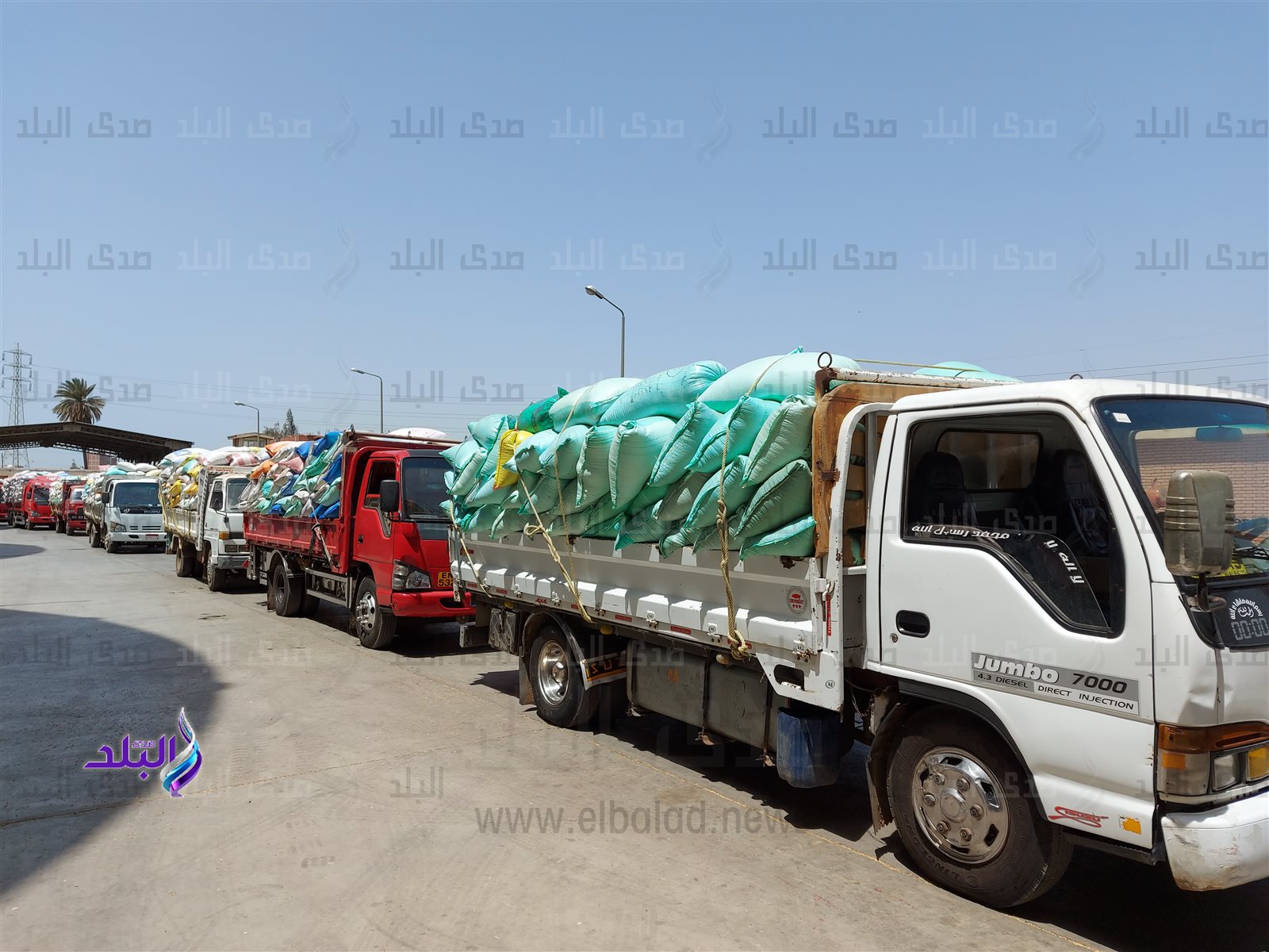 توريد القمح بصوامع بنها
