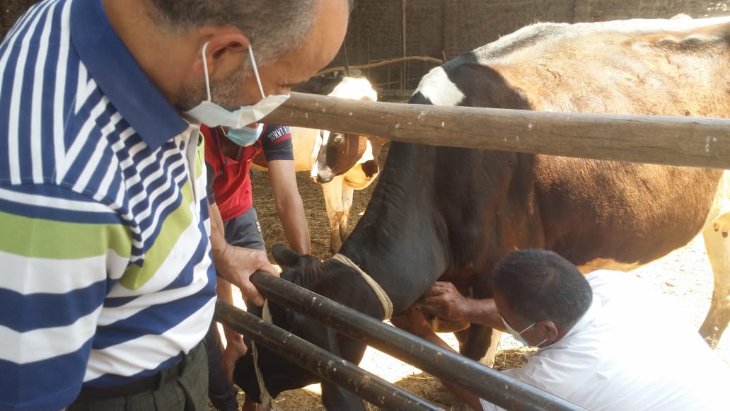 جانب من حملات الطب البيطرى بالدقهلية
