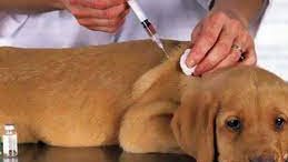 سعار الكلاب 