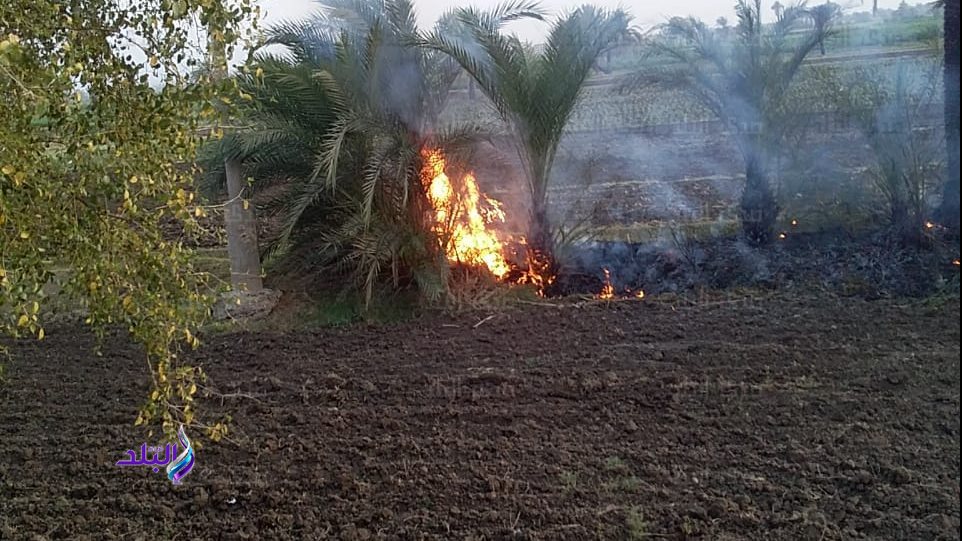 حريق محدود بزراعات النخيل بالأقصر 