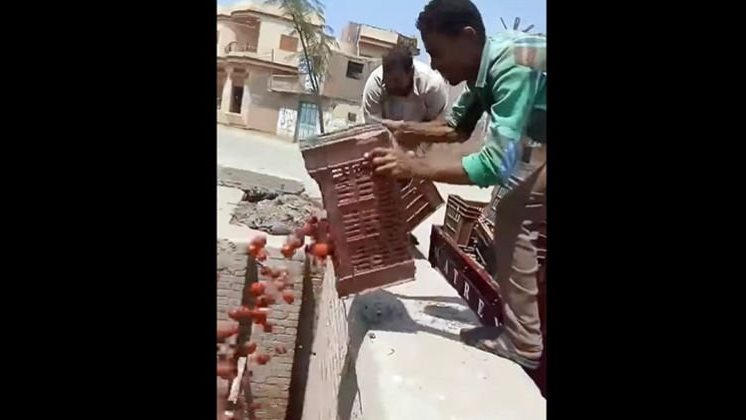 القاء الطماطم في احد المصارف 