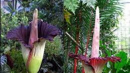 قصة نبات يجذب الآلاف في بولندا رغم رائحته الكريهة  