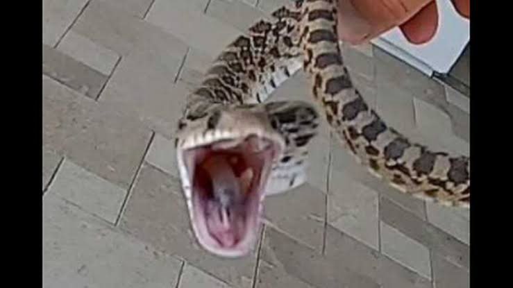 أفعى