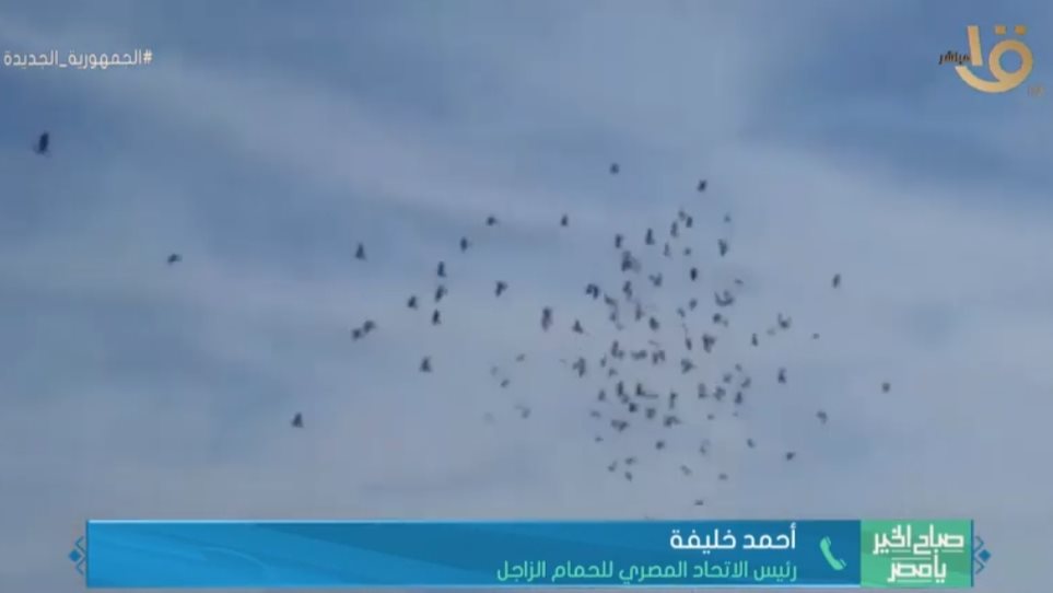 سباق الحمام الزاجل