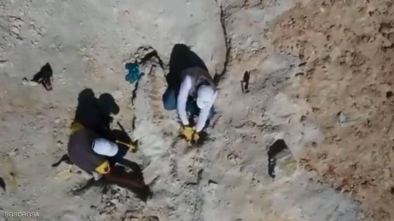 بقايا حوت منقرض منذ 37 مليون سنة بالسعودية 