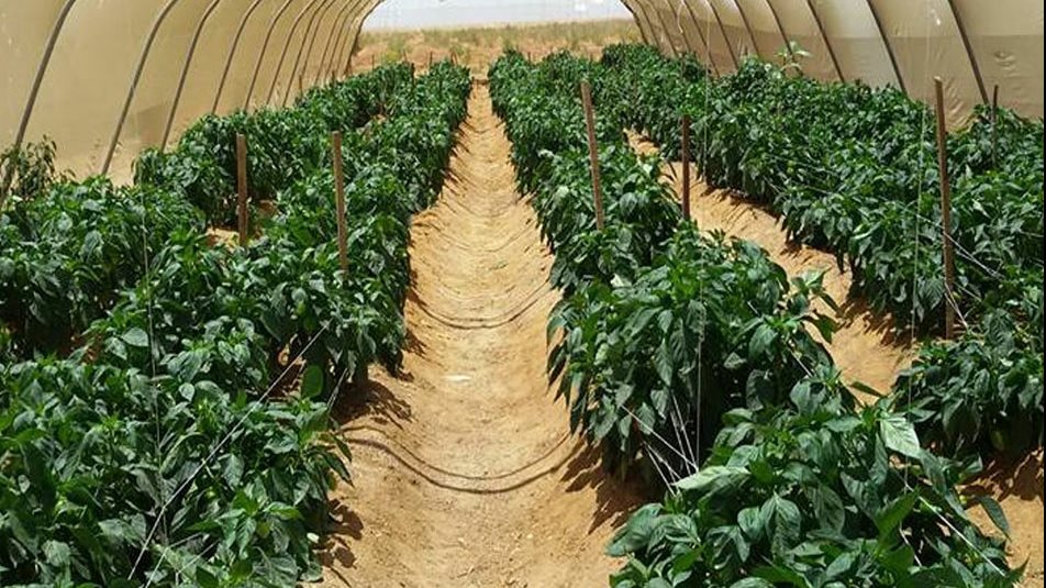 مشروع التجمعات التنموية بوسط سيناء 