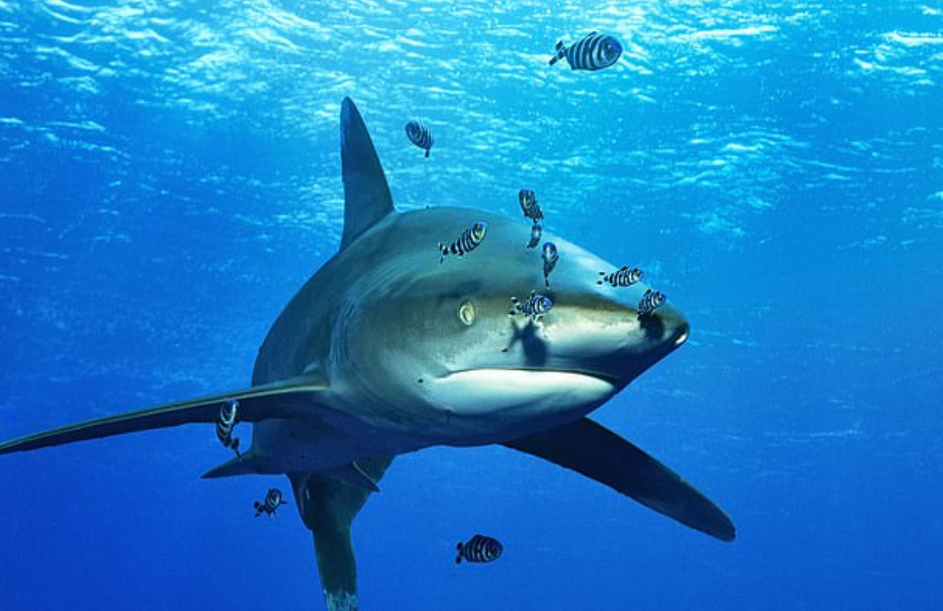 قرش يفترس قدم رجل