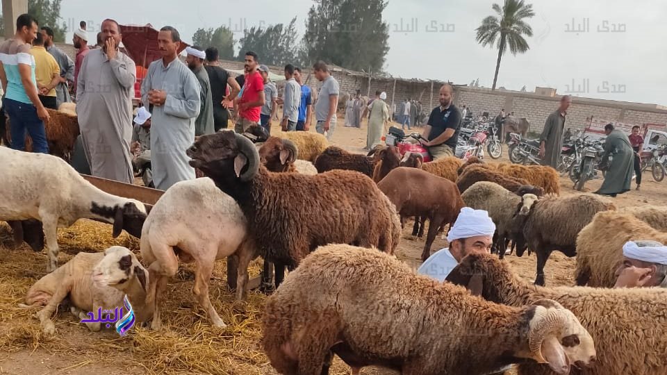 أسواق الماشية