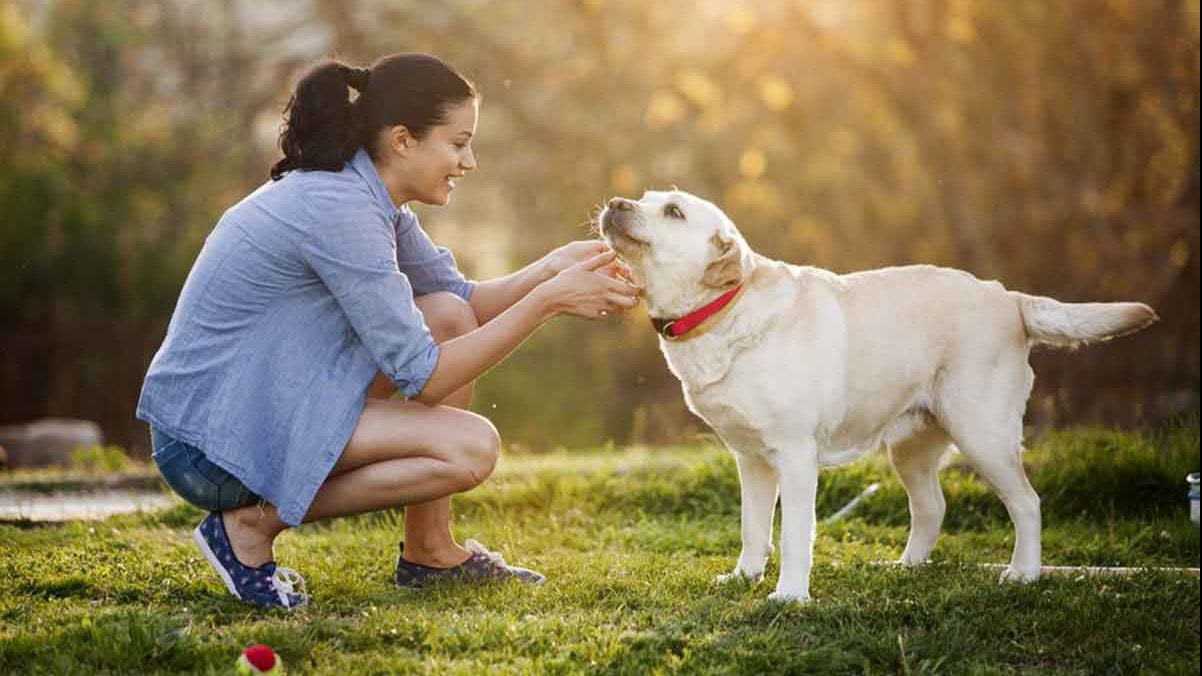 تربية كلب في المنزل 