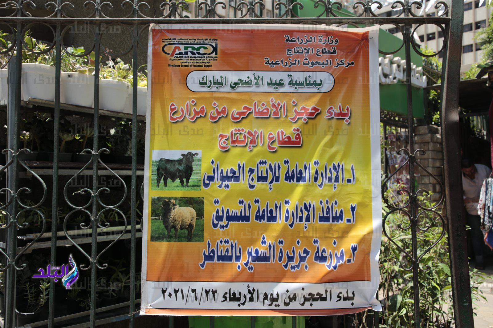 خطوات حجز الأضاحى بوزارة الزراعة