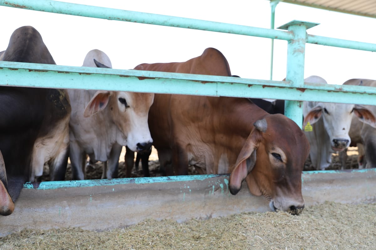 صك الأضحية بـ مصر الخير