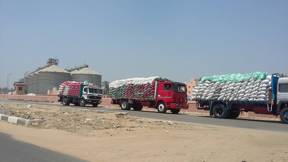 توريد محصول القمح 