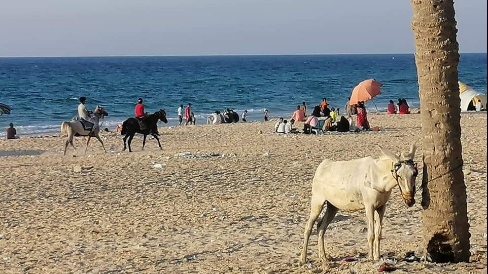 انتشار الحيوانات بين المصطافين بالعريش