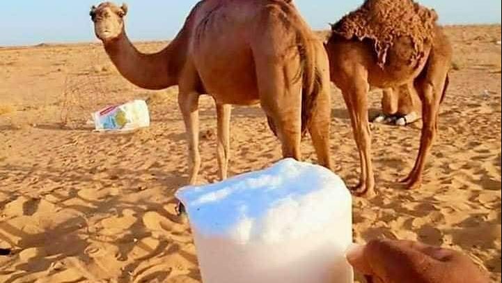 حليب الإبل مغذي ومعالج للامراض في سيناء