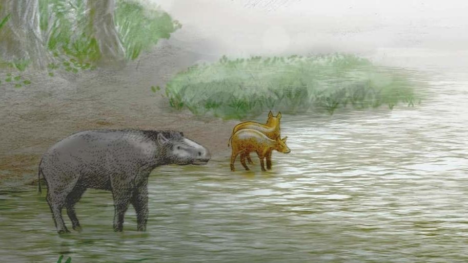 خيول
